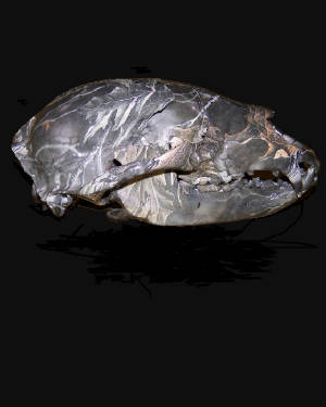 camobearskull.jpg