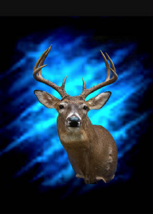 deer2.jpg