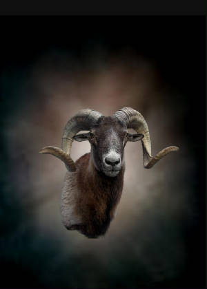 ram2.jpg