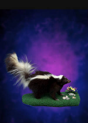 skunk.jpg