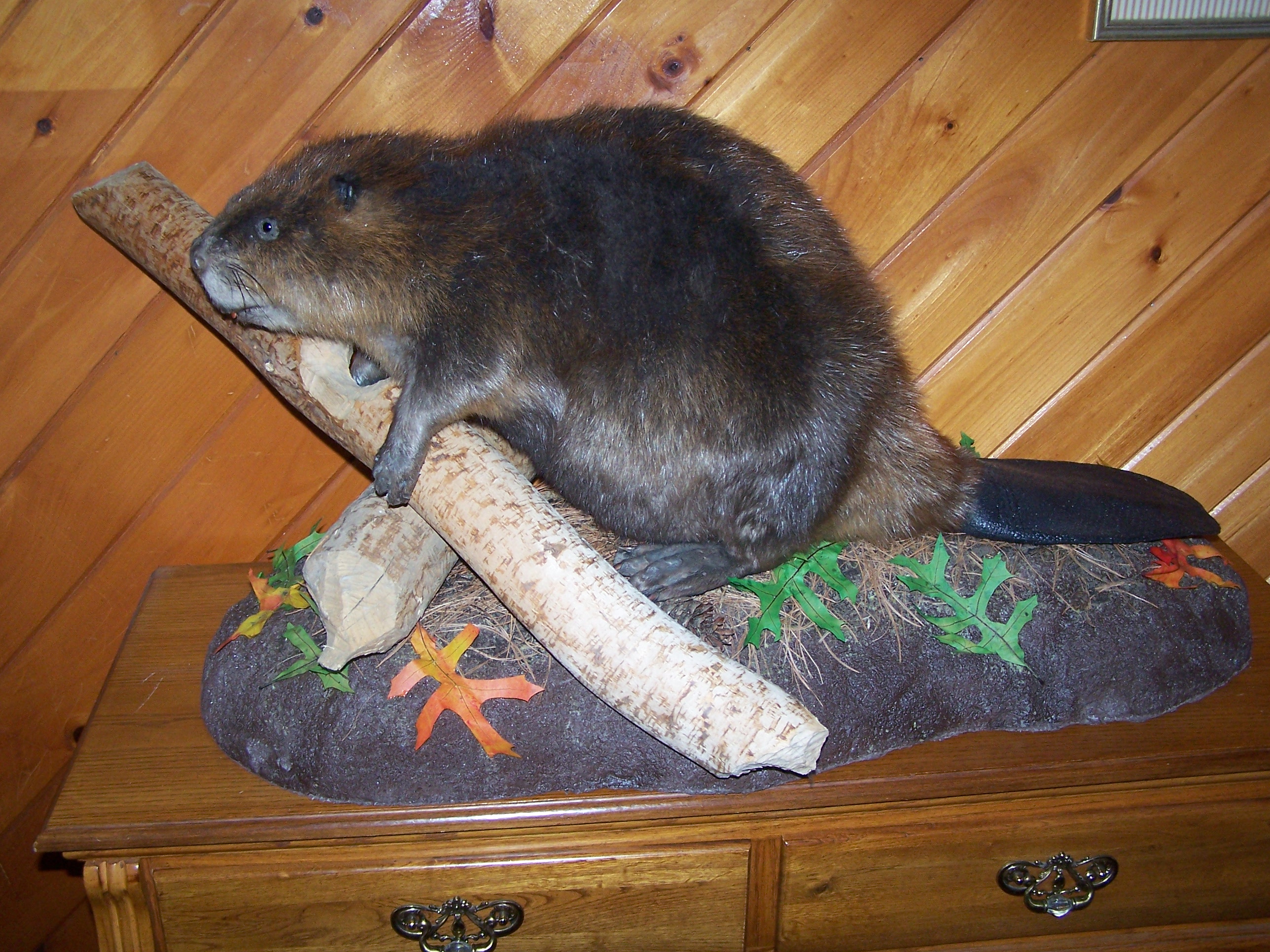Beaver.jpg