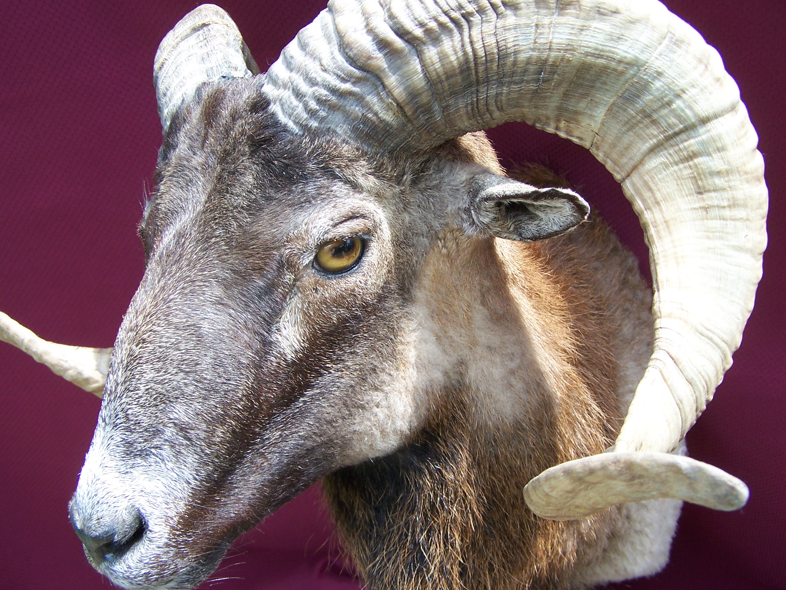 ramcloseup.JPG